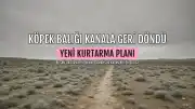 Güney Kore'de Kanalda Mahsur Kalan Köpek Balığı Bukangi, Kurtarma Girişimlerine Rağmen Geri Döndü