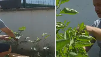 Gökmen Kasabalı ekranlardan köy hayatına adapte oldu, bahçesinde hasat yapıyor